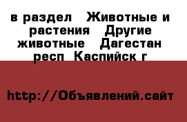  в раздел : Животные и растения » Другие животные . Дагестан респ.,Каспийск г.